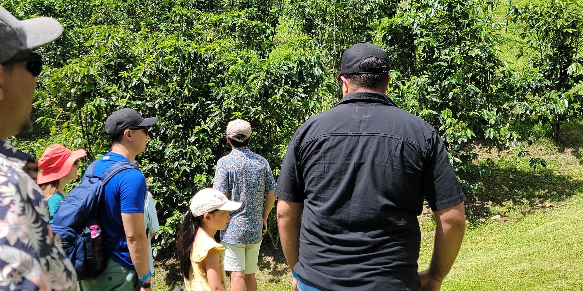 Tour group walking through coffee plants on hillside at Hacienda Muñoz coffee farm tour San Lorenzo Puerto Rico