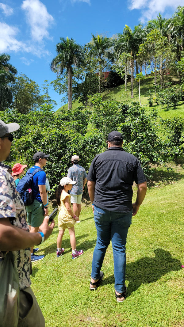 Tour group walking through coffee plants on hillside at Hacienda Muñoz coffee farm tour San Lorenzo Puerto Rico