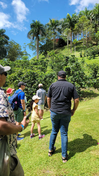 Tour group walking through coffee plants on hillside at Hacienda Muñoz coffee farm tour San Lorenzo Puerto Rico