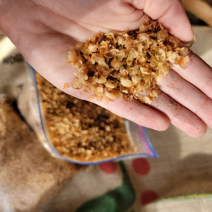 Hand holding light brown coffee chaff with a bag of collected chaff in the background