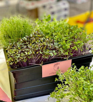 Crowds browsing vendor booths at the Palatine Farmers Market on a sunny Saturday morning.